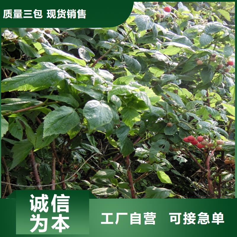 树莓樱桃苗专心专注专业