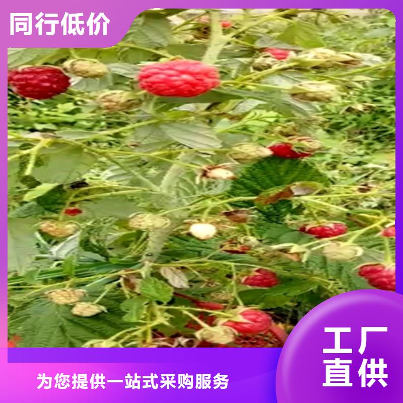 树莓桃树苗型号全价格低