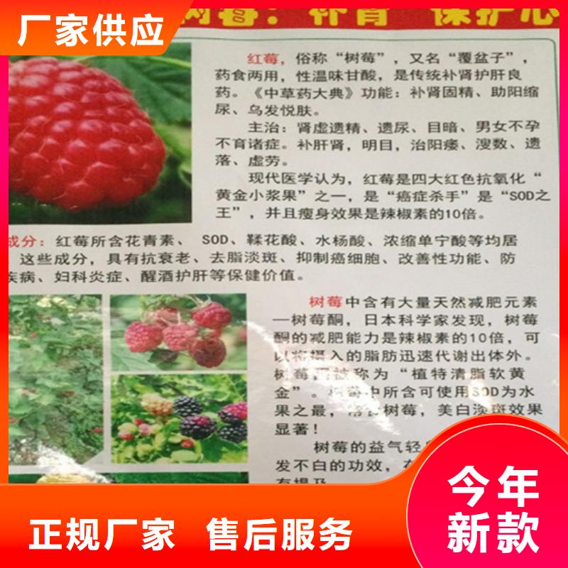 树莓樱桃苗专心专注专业
