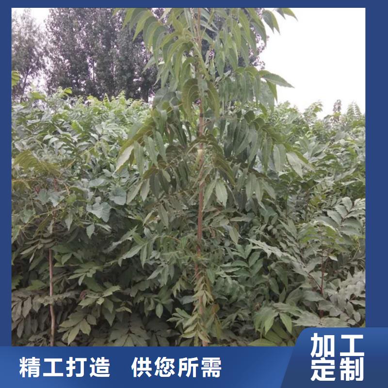 碧根果杏树苗用品质说话