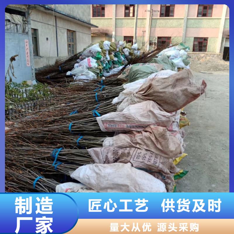 碧根果杏树苗用品质说话