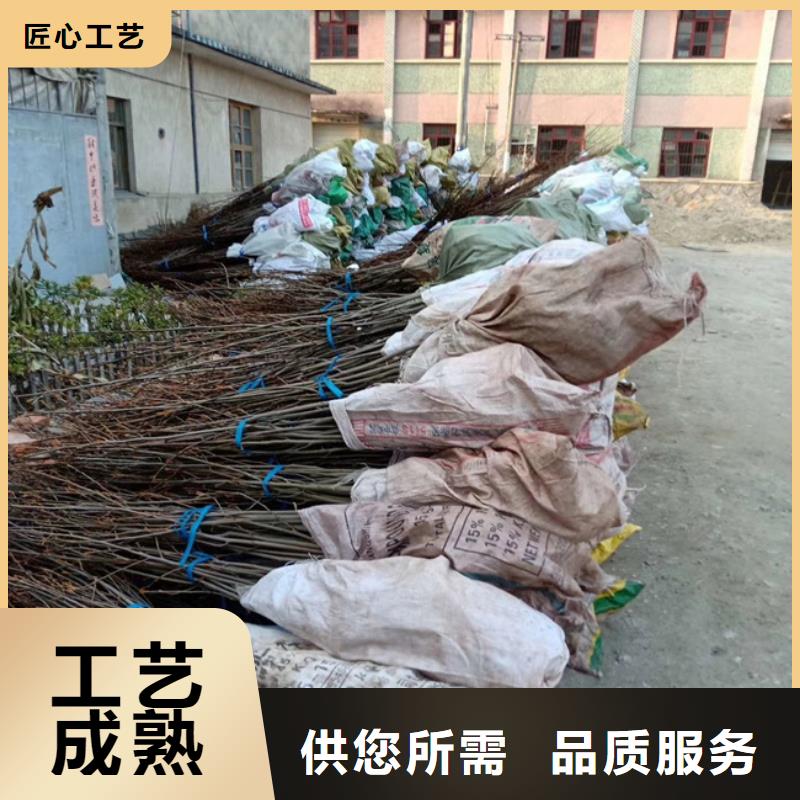 碧根果樱桃苗拒绝伪劣产品