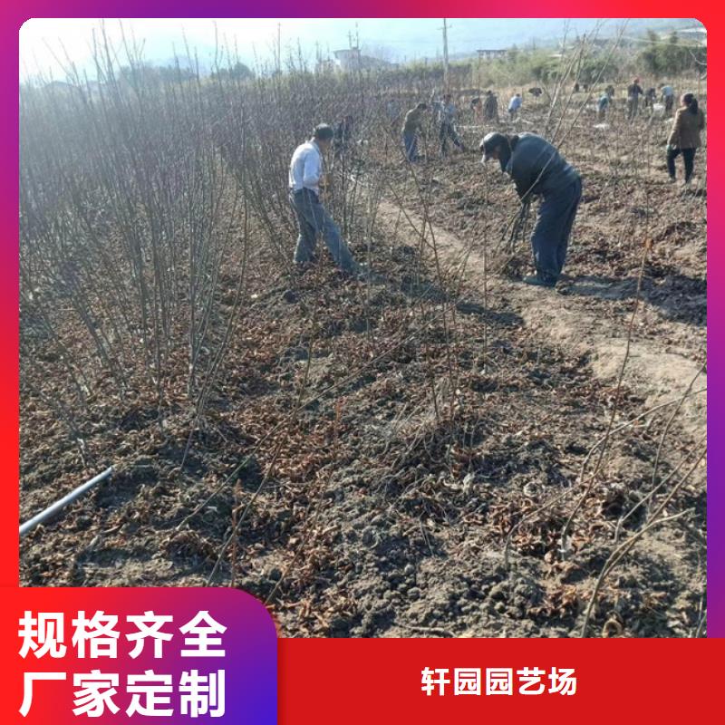 板栗苗视频-四川省宜宾市|南溪|江安|遂宁|广安|自贡|攀枝花|甘孜|眉山|南充板栗苗-轩园