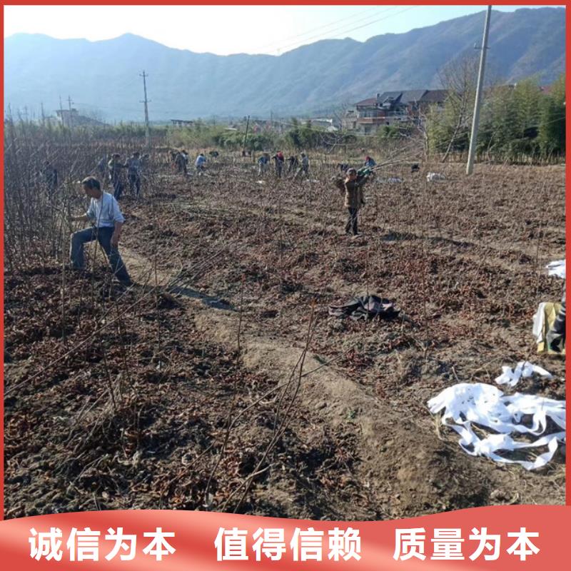 板栗苗-视频-板栗苗-轩园园艺场(上海市分公司)服务区域静安|浦东新|长宁|虹口|杨浦|崇明|徐汇