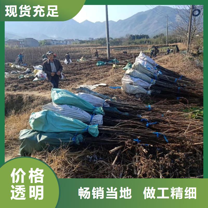 碧根果杏树苗用品质说话
