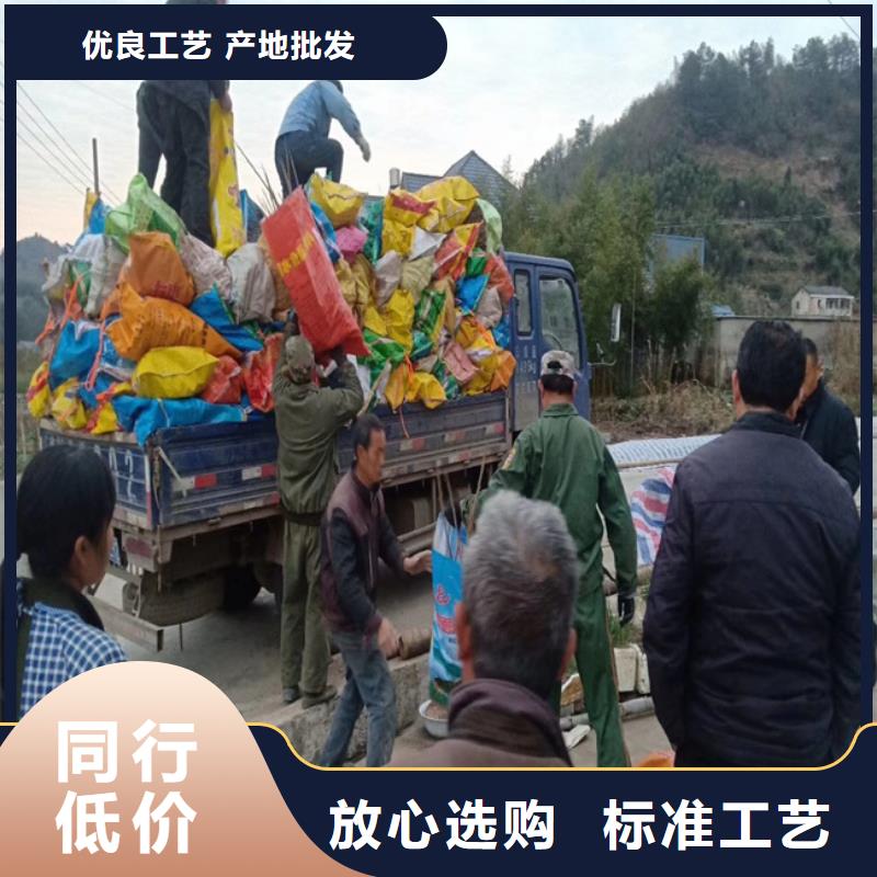 精品选购 碧根果_【苹果苗】厂家直发工期短发货快