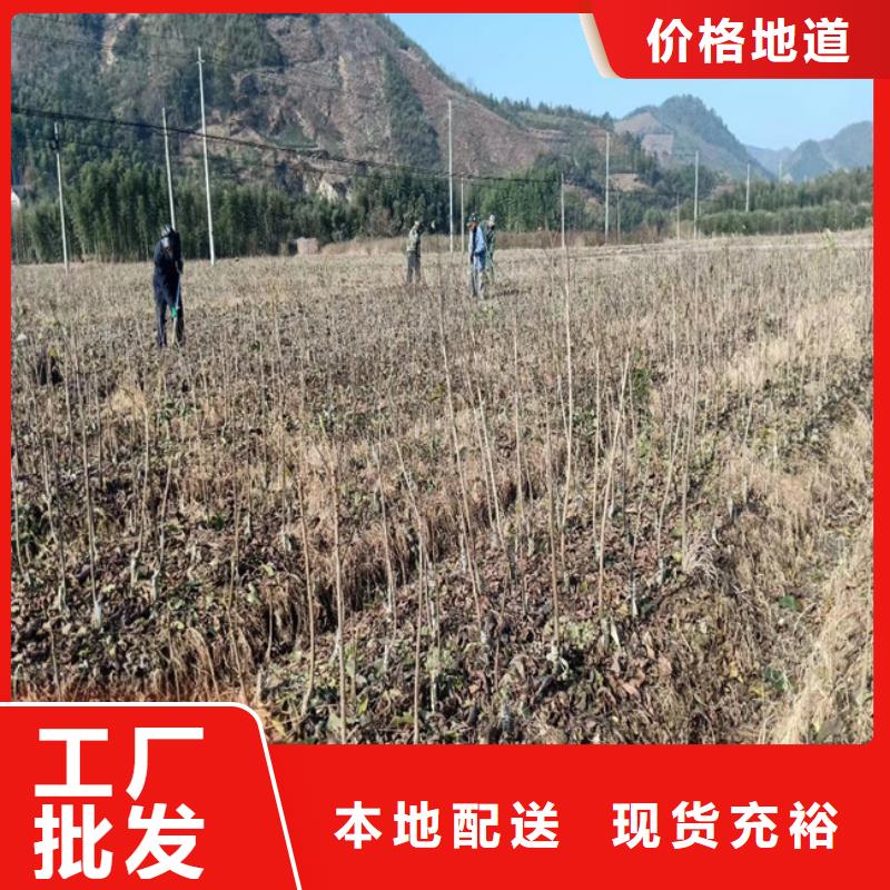 板栗苗-视频-贵州省毕节市轩园板栗苗可服务区域大方|黔西|黔南|黔西南|六盘水|贵阳|黔东南|遵义等