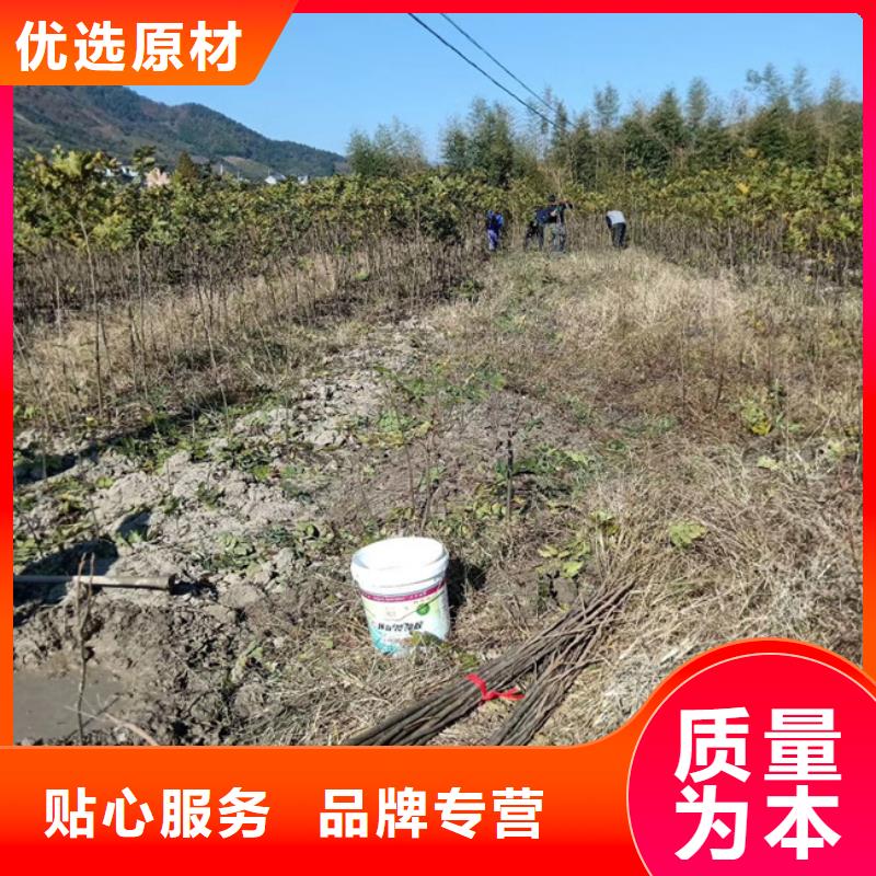板栗苗-视频-贵州省毕节市轩园板栗苗可服务区域大方|黔西|黔南|黔西南|六盘水|贵阳|黔东南|遵义等