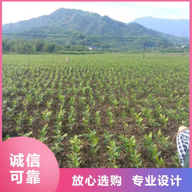 板栗苗视频-四川省宜宾市|南溪|江安|遂宁|广安|自贡|攀枝花|甘孜|眉山|南充板栗苗-轩园