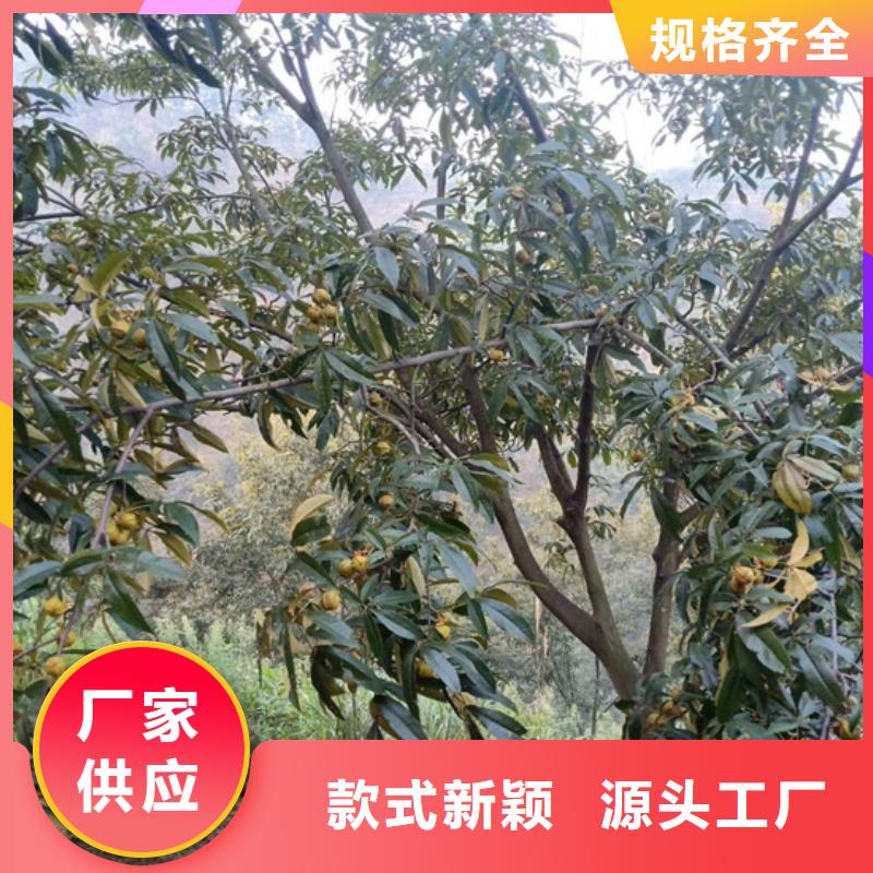 板栗苗-视频-贵州省毕节市轩园板栗苗可服务区域大方|黔西|黔南|黔西南|六盘水|贵阳|黔东南|遵义等