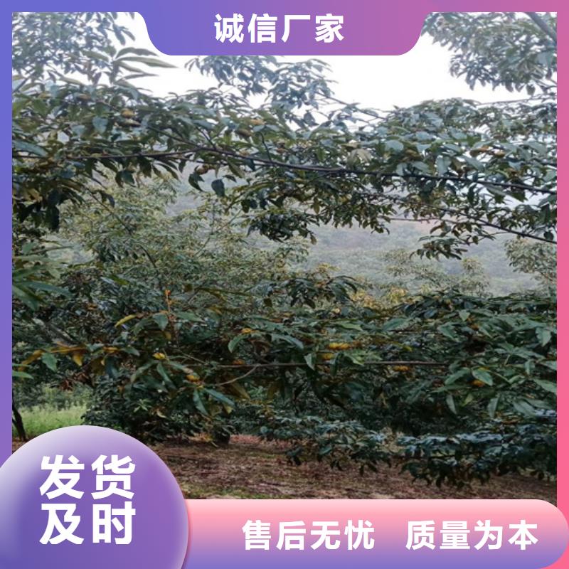 板栗苗-视频-板栗苗-轩园园艺场(上海市分公司)服务区域静安|浦东新|长宁|虹口|杨浦|崇明|徐汇