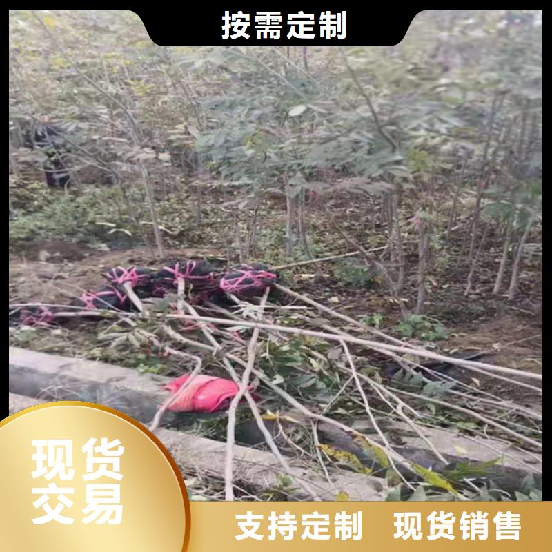 碧根果樱桃苗拒绝伪劣产品