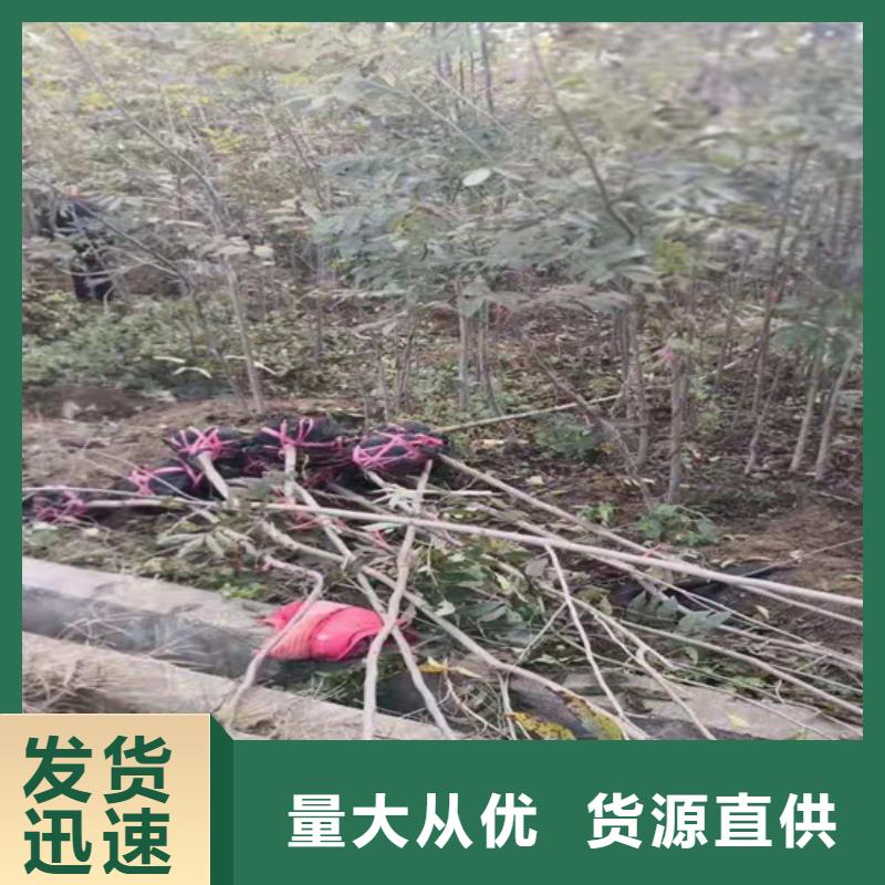 板栗苗-视频-贵州省毕节市轩园板栗苗可服务区域大方|黔西|黔南|黔西南|六盘水|贵阳|黔东南|遵义等