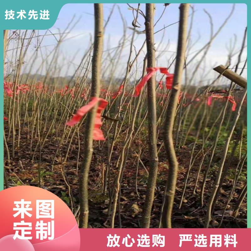 碧根果-苹果苗标准工艺