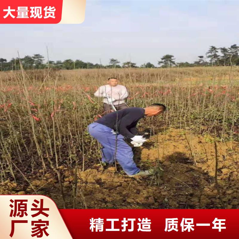 板栗苗-视频-贵州省毕节市轩园板栗苗可服务区域大方|黔西|黔南|黔西南|六盘水|贵阳|黔东南|遵义等