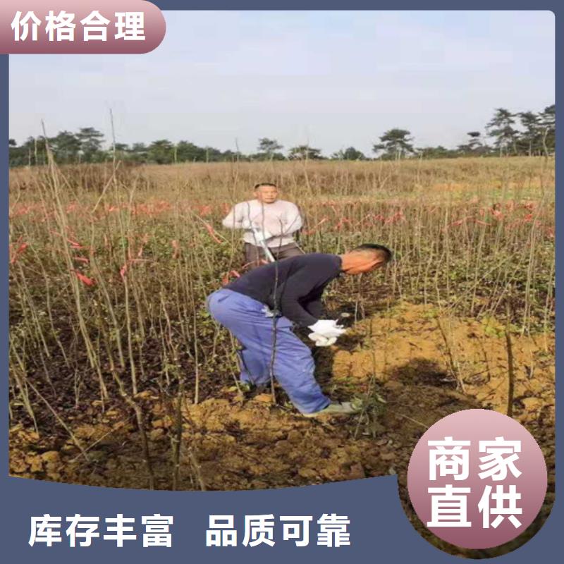 碧根果-西瓜苗质量看得见