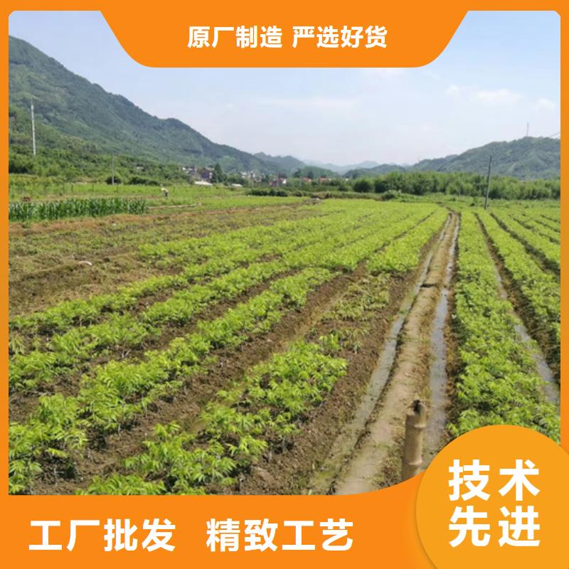 精挑细选好货【碧根果】_樱桃苗实力雄厚品质保障-v651.com