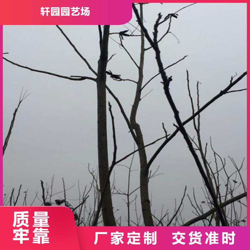 碧根果-苹果苗标准工艺