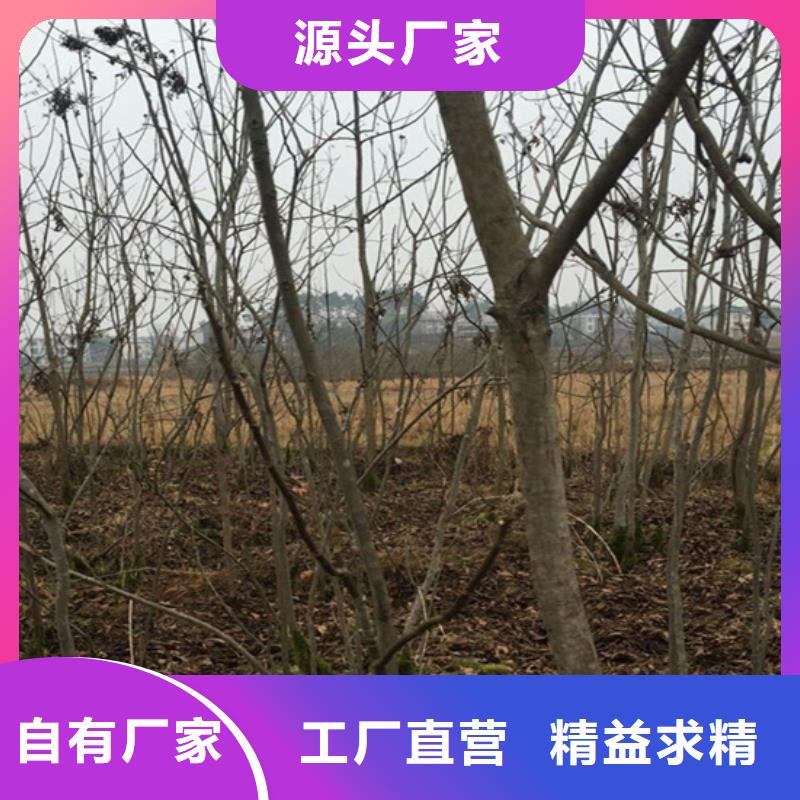 精品选购 碧根果_【苹果苗】厂家直发工期短发货快