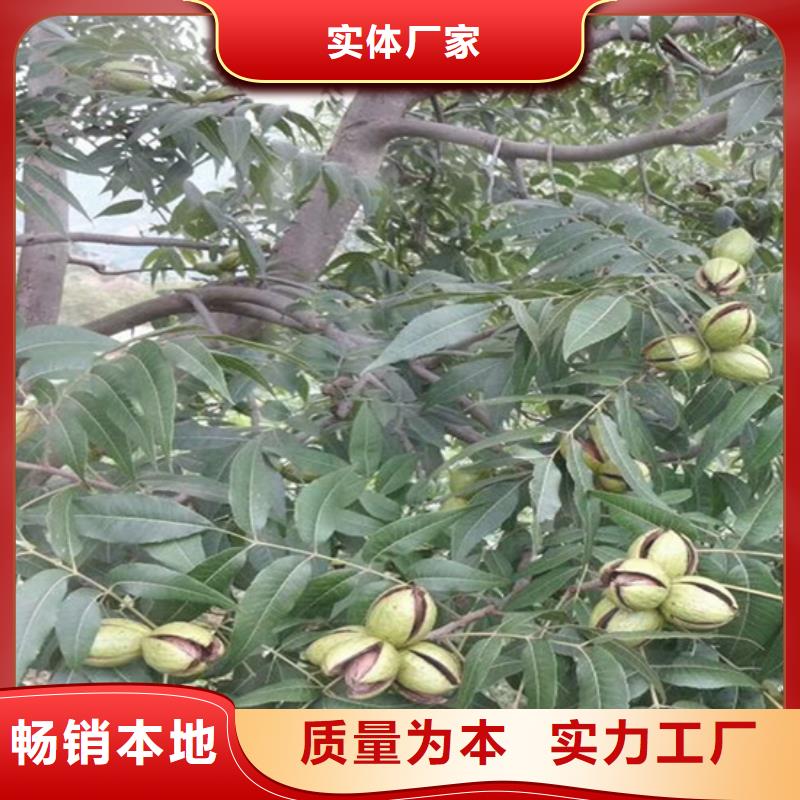 板栗苗-视频-板栗苗-轩园园艺场(上海市分公司)服务区域静安|浦东新|长宁|虹口|杨浦|崇明|徐汇