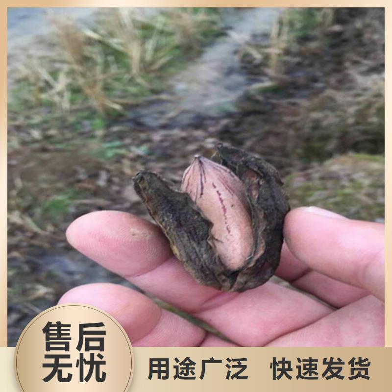 碧根果-西瓜苗质量看得见