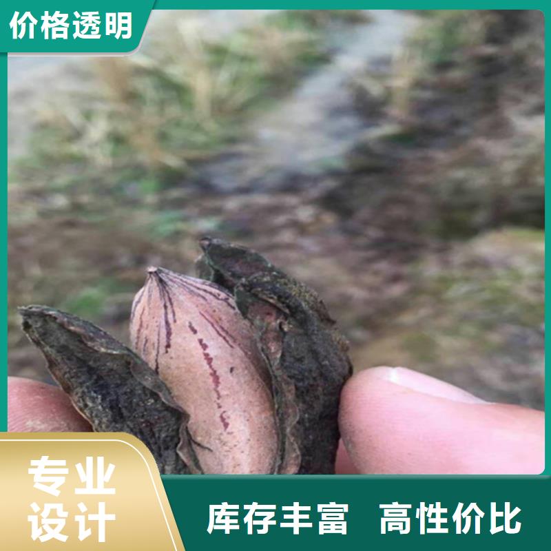 板栗苗-视频-板栗苗-轩园园艺场(上海市分公司)服务区域静安|浦东新|长宁|虹口|杨浦|崇明|徐汇