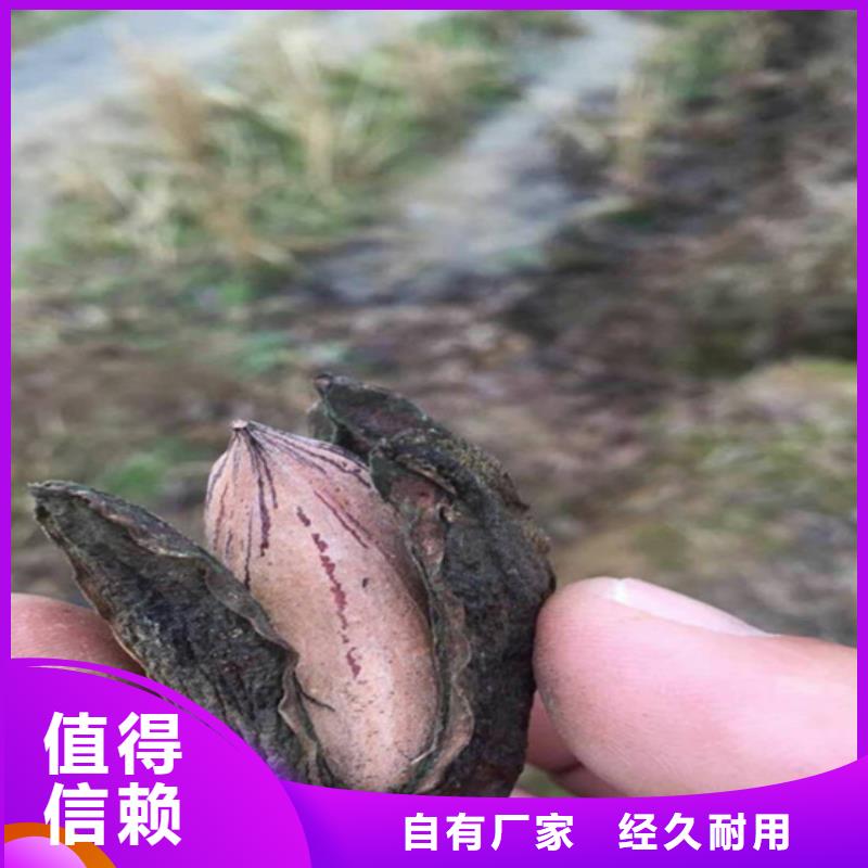 板栗苗-视频-贵州省毕节市轩园板栗苗可服务区域大方|黔西|黔南|黔西南|六盘水|贵阳|黔东南|遵义等
