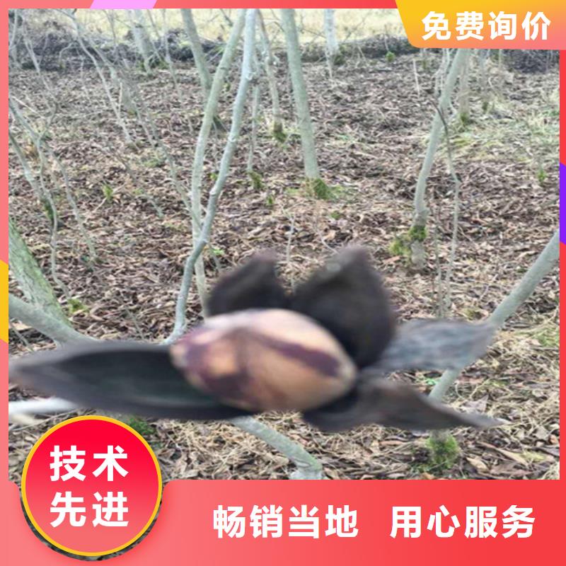 碧根果樱桃苗拒绝伪劣产品