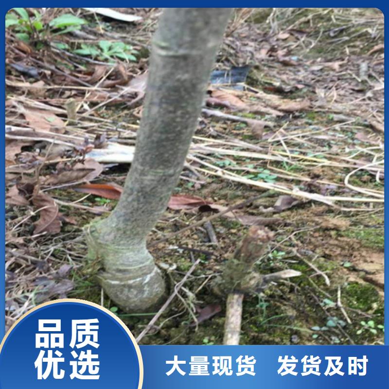 板栗苗-视频-板栗苗-轩园园艺场(上海市分公司)服务区域静安|浦东新|长宁|虹口|杨浦|崇明|徐汇