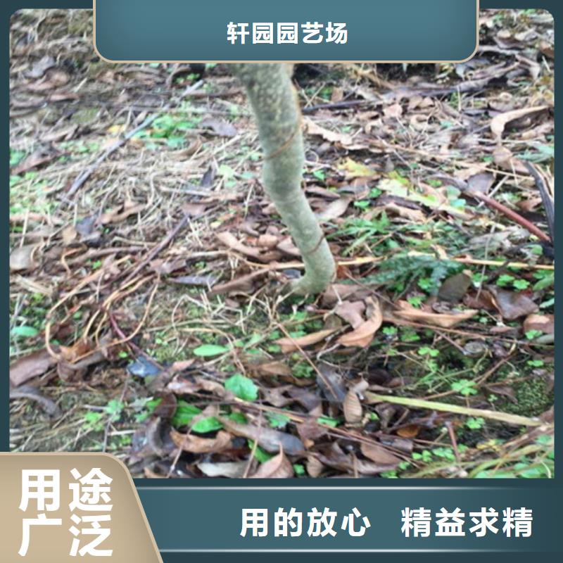 板栗苗-视频-板栗苗-轩园园艺场(上海市分公司)服务区域静安|浦东新|长宁|虹口|杨浦|崇明|徐汇