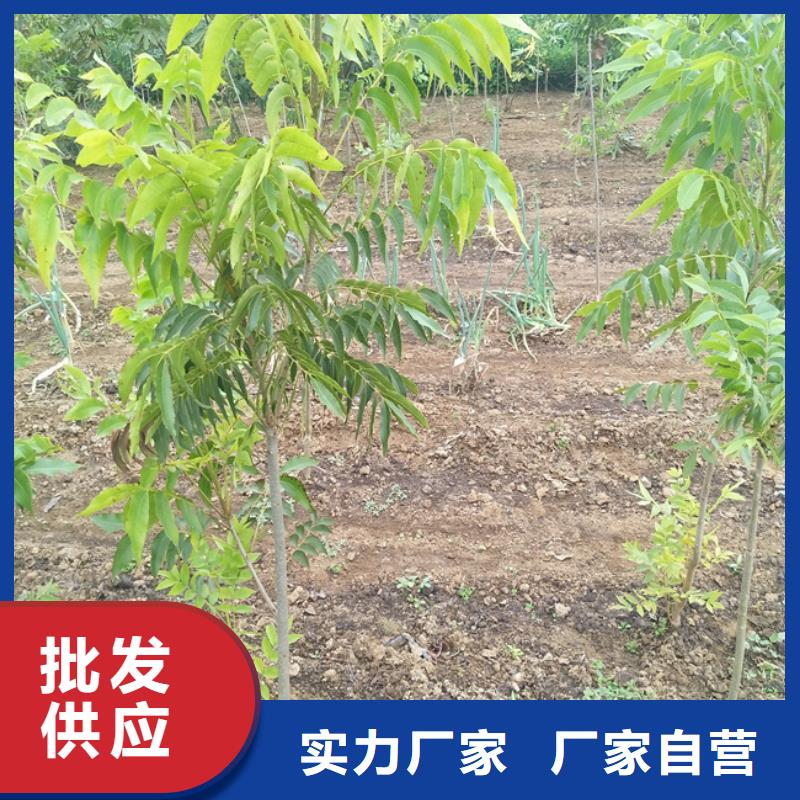 板栗苗-视频-板栗苗-轩园园艺场(上海市分公司)服务区域静安|浦东新|长宁|虹口|杨浦|崇明|徐汇