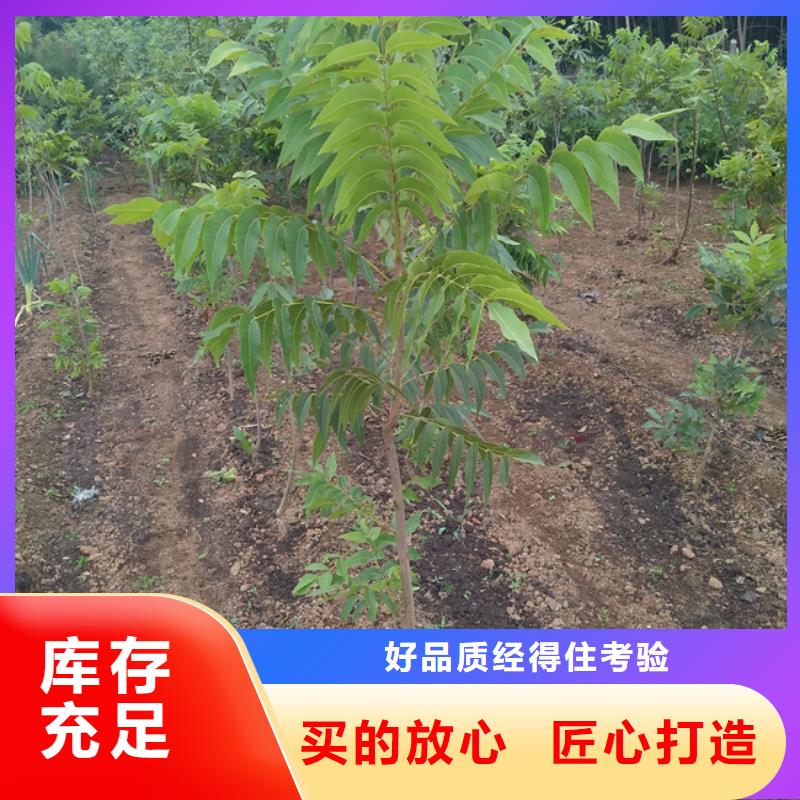 碧根果樱桃苗拒绝伪劣产品