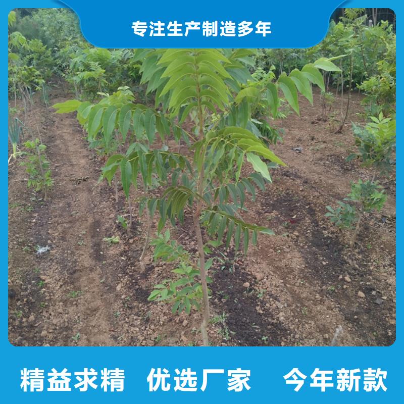 板栗苗视频-四川省宜宾市|南溪|江安|遂宁|广安|自贡|攀枝花|甘孜|眉山|南充板栗苗-轩园