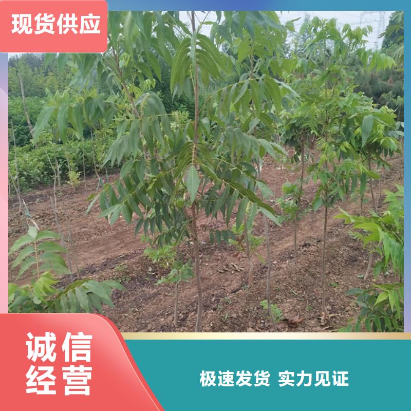 【出厂价 碧根果_苹果苗就近发货】-同城讲信誉保质量_客户案例