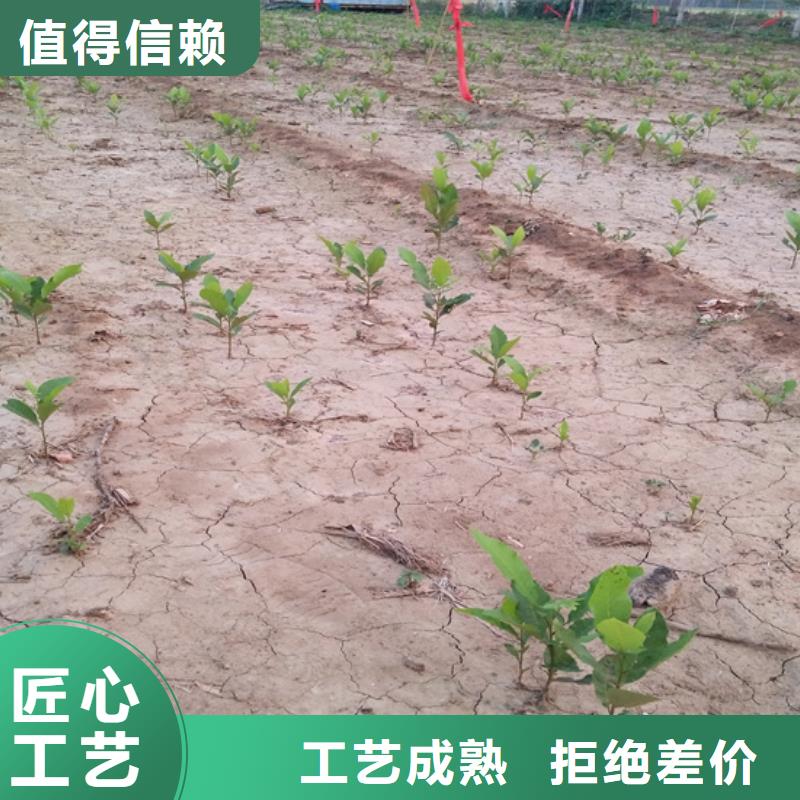 碧根果花椒苗批发价格