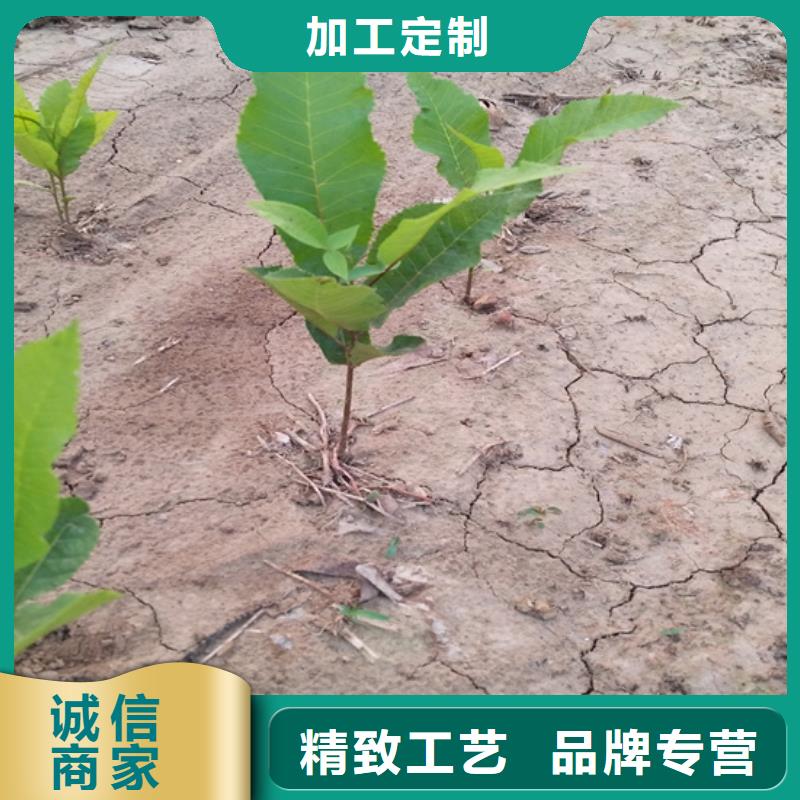 碧根果-苹果苗实力雄厚品质保障