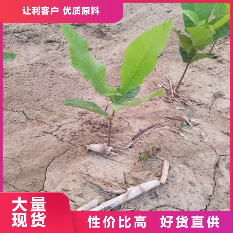 碧根果-苹果苗标准工艺