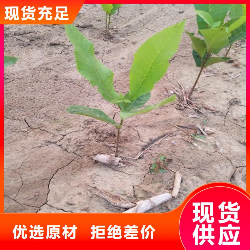 板栗苗视频-四川省宜宾市|南溪|江安|遂宁|广安|自贡|攀枝花|甘孜|眉山|南充板栗苗-轩园