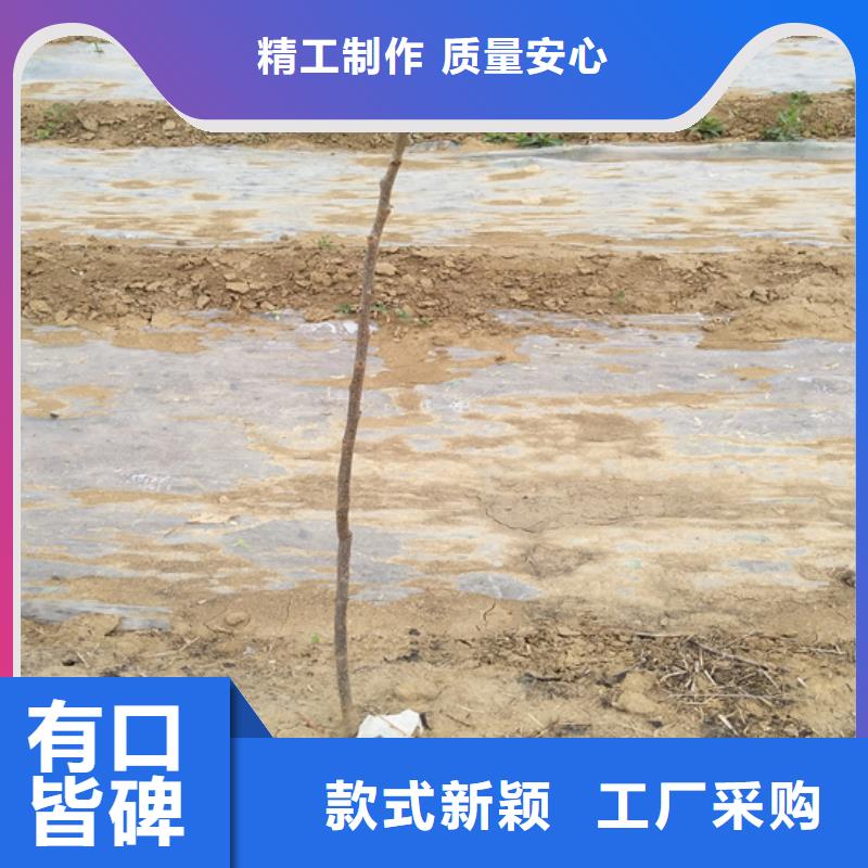 碧根果-苹果苗标准工艺