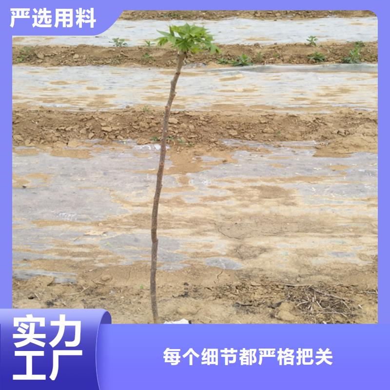 碧根果-苹果苗实力雄厚品质保障