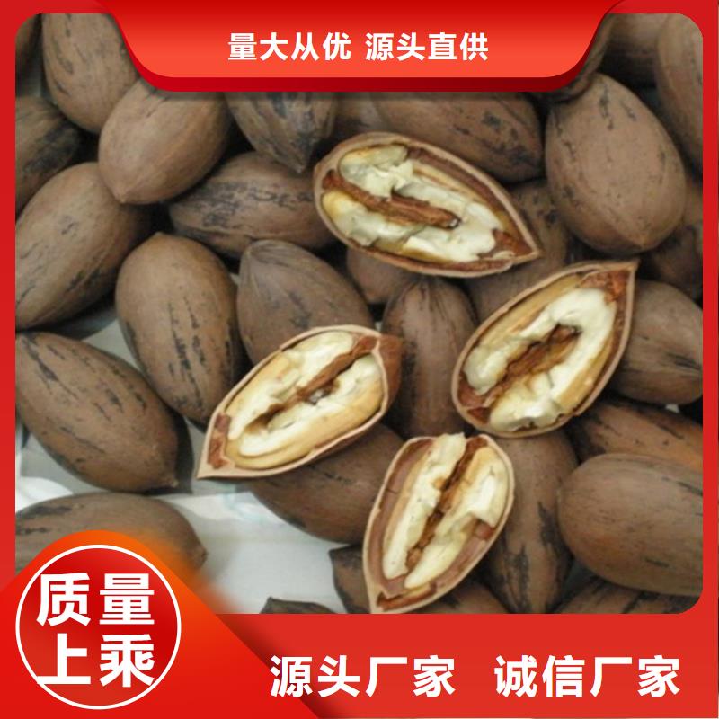 碧根果樱桃苗拒绝伪劣产品