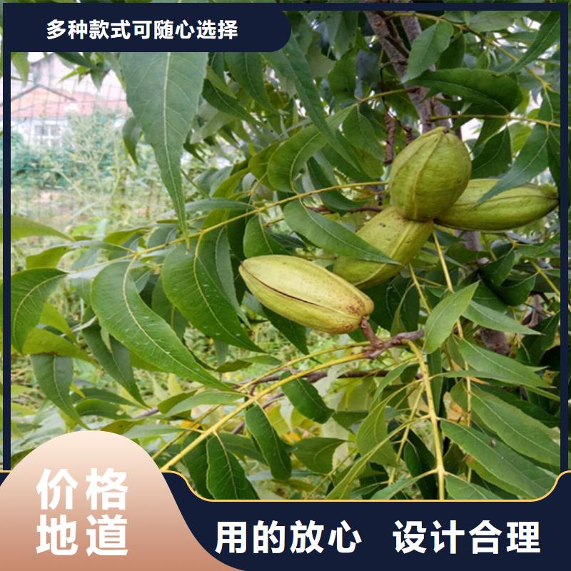 精品选购 碧根果_【苹果苗】厂家直发工期短发货快