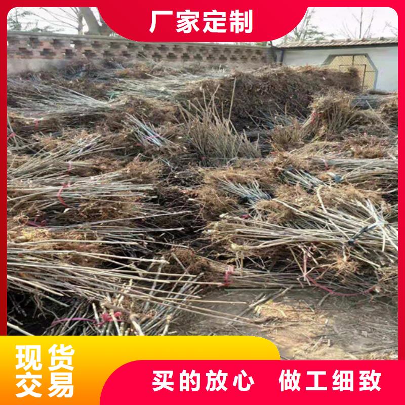 每一处都是匠心制作 香椿,【梨树苗】品质服务