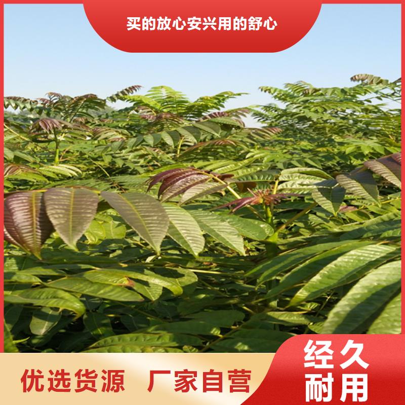 高标准高品质 香椿,【苹果苗】专注生产制造多年-细节决定成败