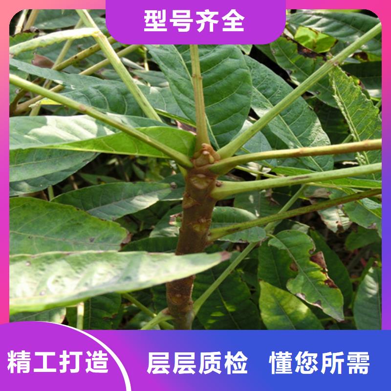 高标准高品质 香椿,【苹果苗】专注生产制造多年-细节决定成败