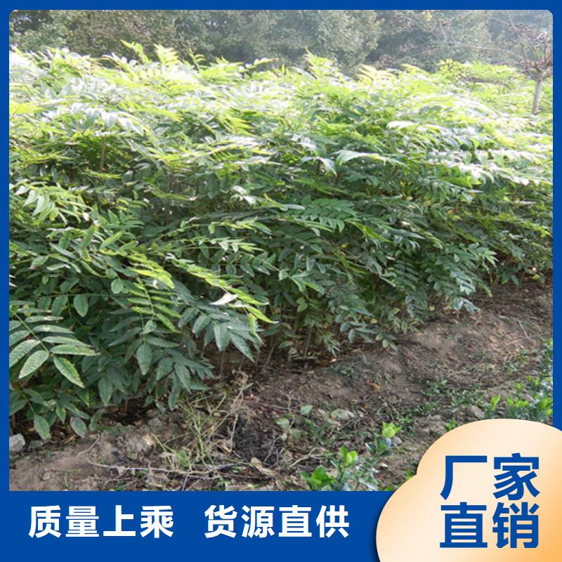 板栗苗-视频-板栗苗_河南省焦作市市场覆盖温县|解放|漯河|商丘|开封|郑州|新乡|鹤壁|周口等