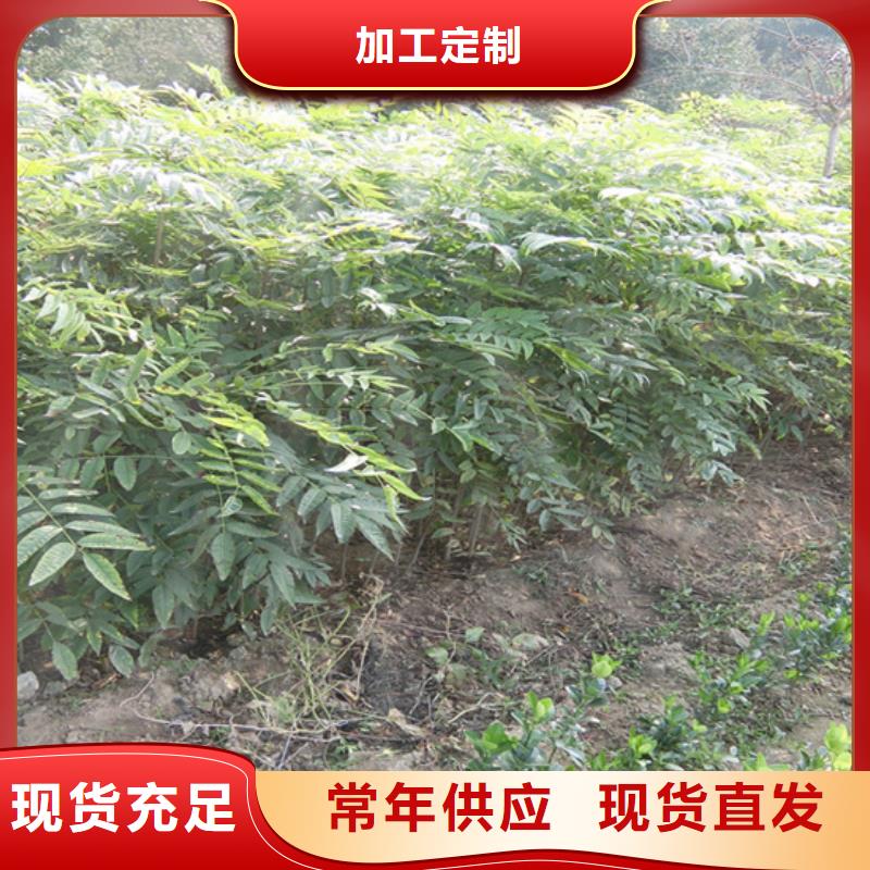 香椿无花果苗好产品不怕比