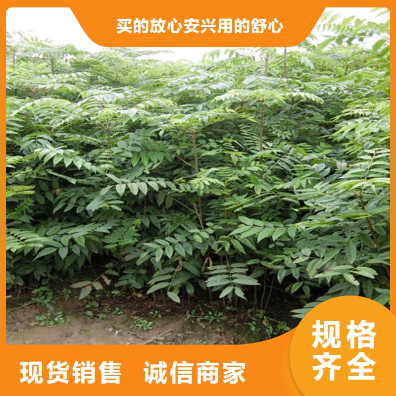 香椿,无花果苗价格透明