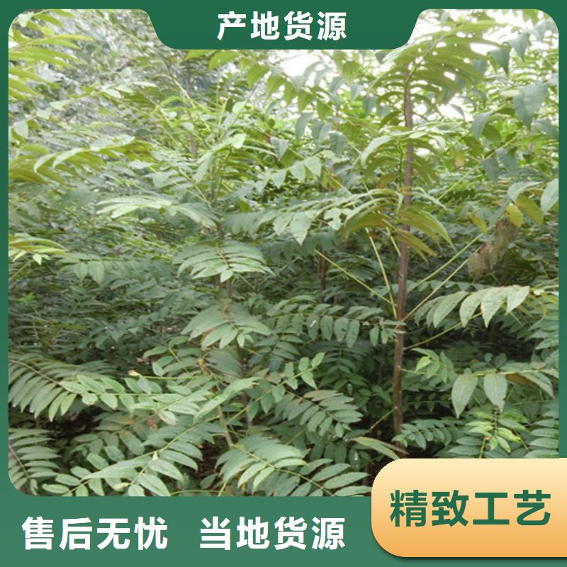 香椿-蓝莓苗厂家新品