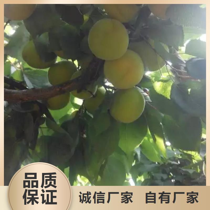 板栗苗-视频-板栗苗(轩园)覆盖地域西藏山南市乃东|隆子|拉萨|林芝|昌都|阿里|日喀则|那曲